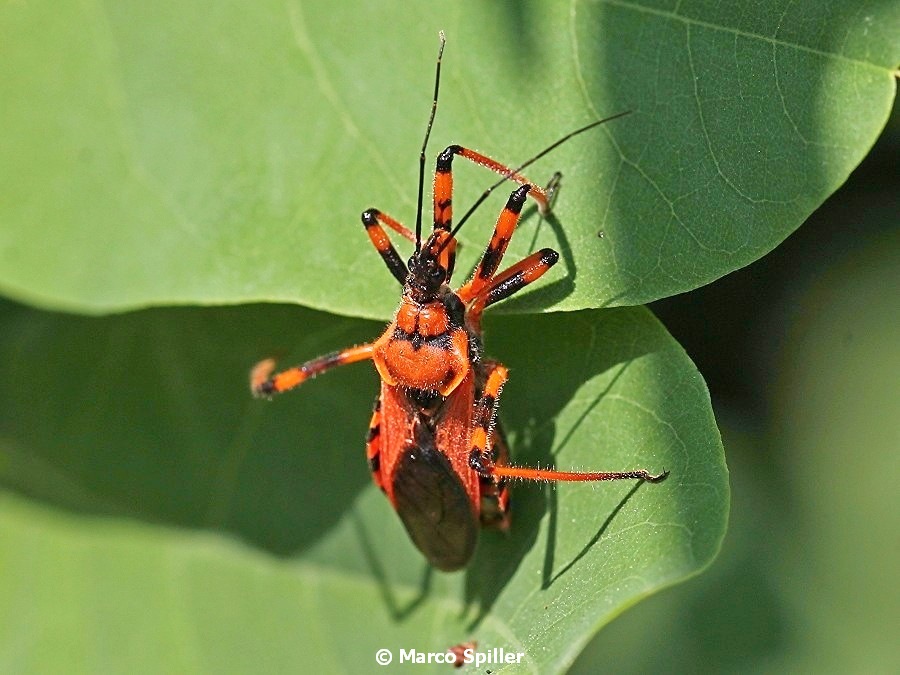 Rhynocoris a 360